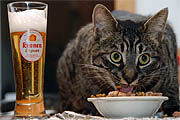 Pictures of Cats Drinking Beer (14 photos)