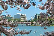 Cherry Blossom Festival Drink Specials, March 20-April 27