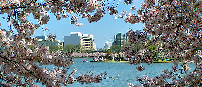 Cherry Blossom Festival Drink Specials, March 20-April 27