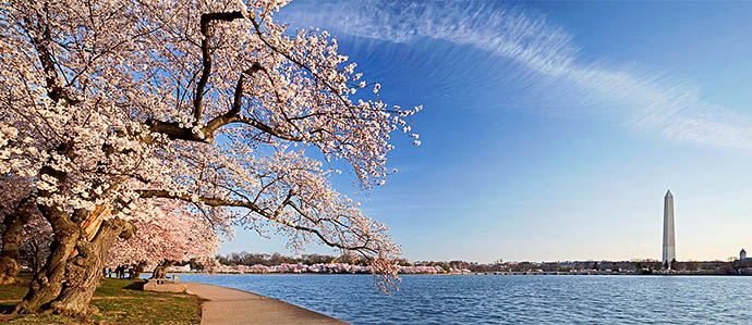 Cherry Blossom Festival Drink Specials, March 20-April 14