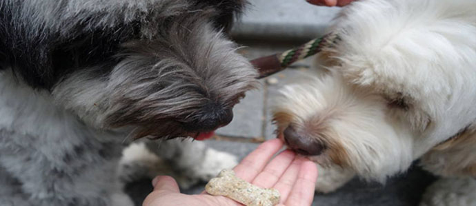 Dog Days of Summer: Where to Sip with Your Pup