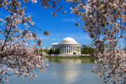 Craft Beer DC | Celebrate Spring at the Cherry Blossom Beer and Wine Festival, March 26 and April 9 | Drink DC