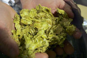 Craft Beer DC | Drought Is a Growing Cause of Concern for Hop Farmers and Their Crops | Drink DC