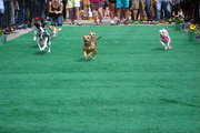 4th Annual Running of the Chihuahuas for Charity